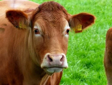 ΗΠΑ: Σχεδόν το 10% των Αμερικανών πιστεύει ότι το σοκολατούχο γάλα προέρχεται από... καφέ αγελαδες!